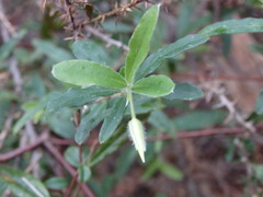 Billardiera mutabilis