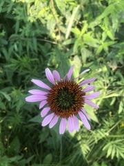 Echinacea