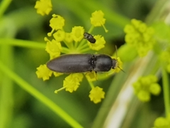 Agriotes gallicus