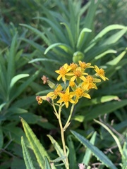 Senecio linearifolius macrodontus