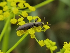 Agriotes gallicus
