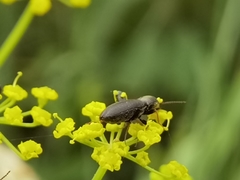 Agriotes gallicus