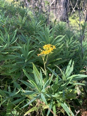 Senecio linearifolius macrodontus