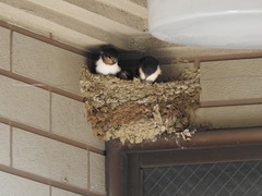 Hirundo rustica