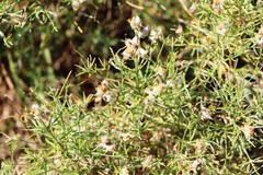 Genista radiata