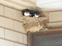 Hirundo rustica