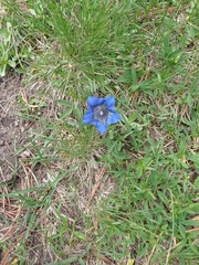 Gentiana acaulis