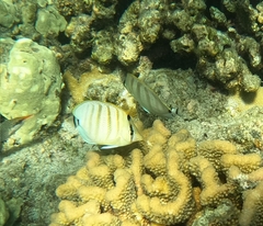Chaetodon multicinctus