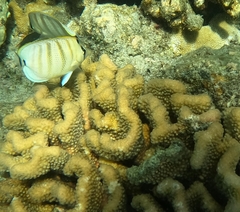 Chaetodon multicinctus
