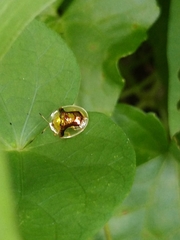 Aspidimorpha furcata
