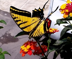 Papilio multicaudata