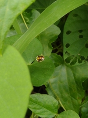 Aspidimorpha furcata