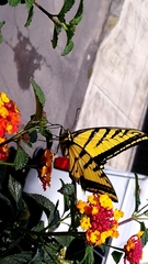 Papilio multicaudata