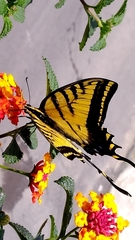 Papilio multicaudata