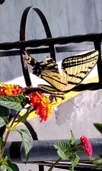 Papilio multicaudata