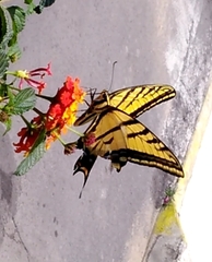 Papilio multicaudata