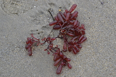 Botryocladia pseudodichotoma