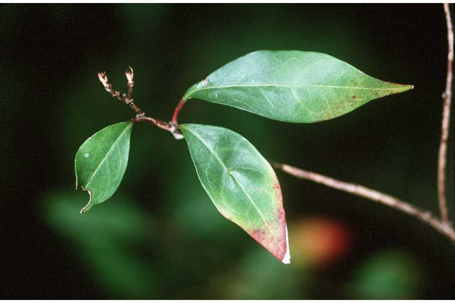 Ditrysinia