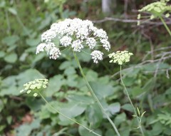 Laserpitium latifolium