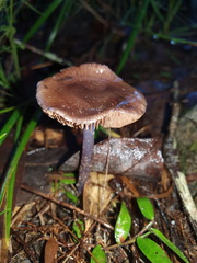 Thaxterogaster submagellanicus
