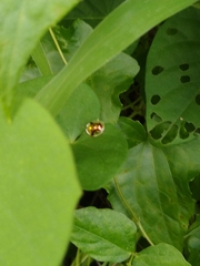 Aspidimorpha furcata