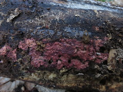 Byssomerulius psittacinus