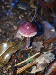 Thaxterogaster submagellanicus