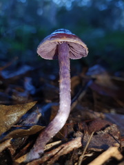 Thaxterogaster submagellanicus