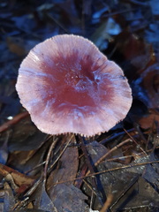 Thaxterogaster submagellanicus