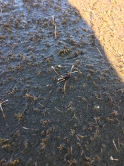 Eleocharis neozelandica