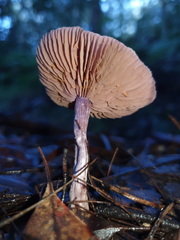 Thaxterogaster submagellanicus