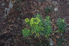 Euphorbia esuliformis