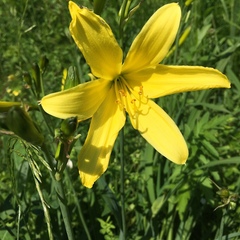 Hemerocallis minor