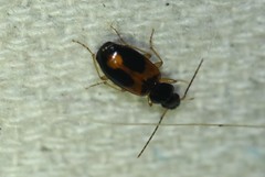 Badister elegans