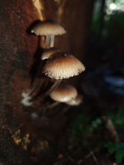 Mycena mulawaestris