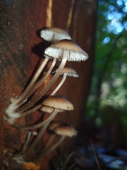 Mycena mulawaestris