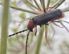 Silis ruficollis