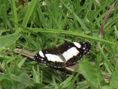 Castilia