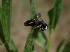 Hylaeus nigritus
