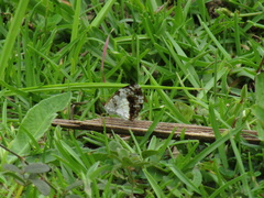 Castilia
