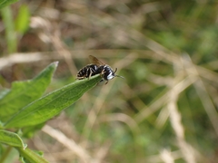 Hylaeus nigritus