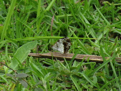 Castilia