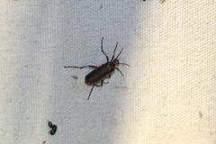 Pyrota tenuicostatis