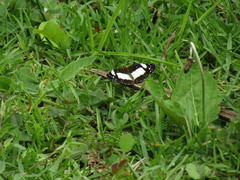 Castilia