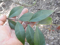 Phaleria chermsideana