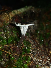 Craterellus australis