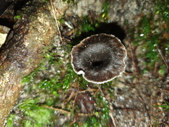 Craterellus australis