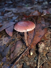 Thaxterogaster submagellanicus