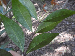 Phaleria chermsideana