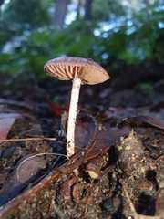 Thaxterogaster submagellanicus